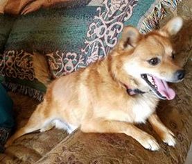 Pomeranian-Unknown Mix Dogs for adoption in Decatur, AL, USA