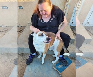 Boxer Dogs for adoption in yucca valley, CA, USA