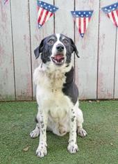 Border Collie Dogs for adoption in Inverness, FL, USA