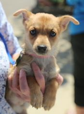 Medium Photo #2 Miniature Pinscher Puppy For Sale in Nesbit, MS, USA