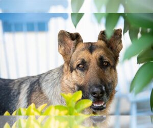 German Shepherd Dog Dogs for adoption in San Luis Rey, CA, USA