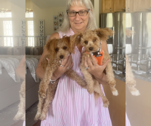 Poodle (Miniature) Dogs for adoption in Westmont, IL, USA