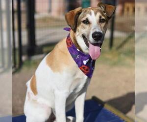 Mutt Dogs for adoption in San Antonio, TX, USA