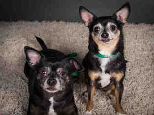 Chihuahua Dogs for adoption in Palmer, AK, USA