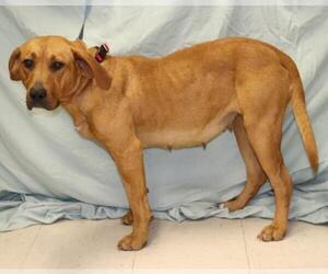 Mutt Dogs for adoption in Forrest City, AR, USA