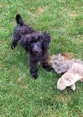 Poodle (Toy) Dogs for adoption in Columbus, IN, USA