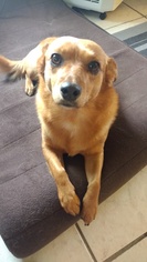 Dachshund-Unknown Mix Dogs for adoption in La Honda, CA, USA