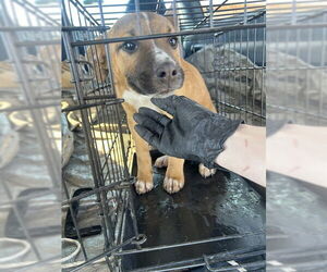 Labrador Retriever-Unknown Mix Dogs for adoption in Stockton, CA, USA