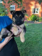 German Shepherd Dog Dogs for adoption in Lancaster, PA, USA