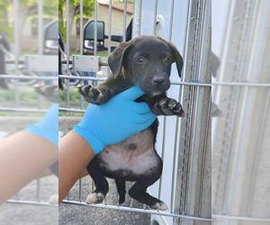 Labrador Retriever-Unknown Mix Dogs for adoption in San Antonio, TX, USA