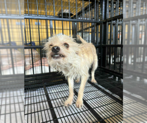 Mutt Dogs for adoption in Cranston, RI, USA