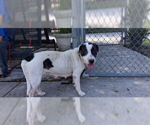 Chinese Shar-Pei-Unknown Mix Dogs for adoption in Ocala, FL, USA