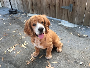 Cocker Spaniel Dogs for adoption in Mission Viejo, CA, USA