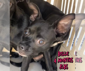 Chihuahua-Unknown Mix Dogs for adoption in Woodbury, NY, USA