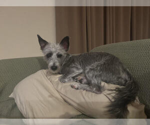 Mutt Dogs for adoption in oakland, FL, USA