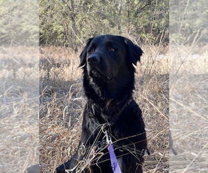 Mutt Dogs for adoption in Bemidji, MN, USA