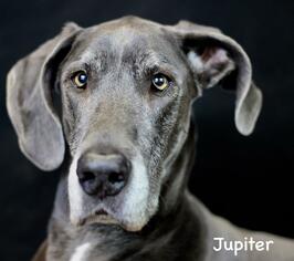 Great Dane Dogs for adoption in Hot Springs Village, AR, USA