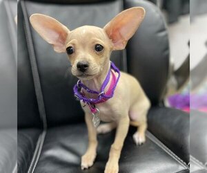 Chihuahua Dogs for adoption in Aurora, CO, USA