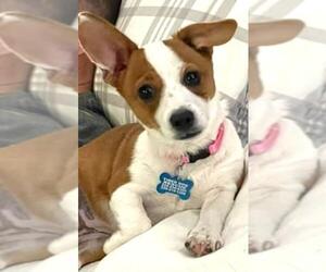 Rat Terrier Dogs for adoption in Gulfport, MI, USA