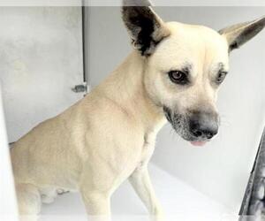 Black Mouth Cur-Unknown Mix Dogs for adoption in Houston, TX, USA