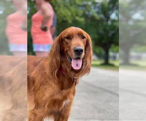 Irish Setter Dogs for adoption in Groveland, FL, USA