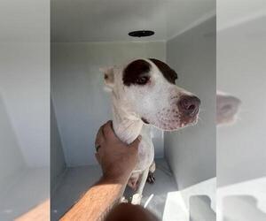 American Foxhound-Unknown Mix Dogs for adoption in Houston, TX, USA