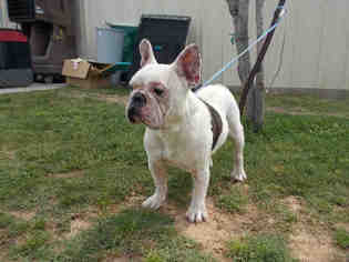 French Bulldog Dogs for adoption in Rosenberg, TX, USA