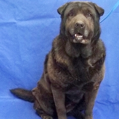 Medium Photo #1 Chinese Shar-Pei-Unknown Mix Puppy For Sale in Show Low, AZ, USA