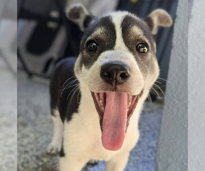 Labrador Retriever-Unknown Mix Dogs for adoption in Minneapolis, MN, USA