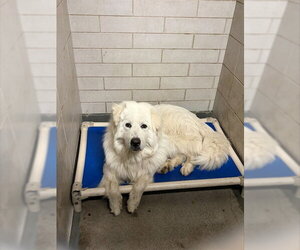 Akbash-Great Pyrenees Mix Dogs for adoption in Stockton, CA, USA