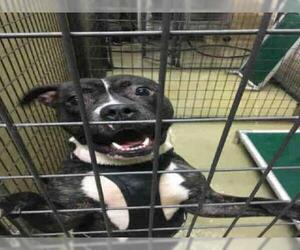 Bullboxer Pit Dogs for adoption in South Salt Lake, UT, USA