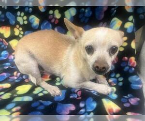 Chihuahua Dogs for adoption in HESPERIA, CA, USA