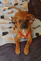 Chiweenie Dogs for adoption in Tucson, AZ, USA