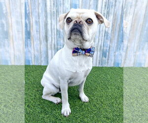Pug-Unknown Mix Dogs for adoption in Corona, CA, USA