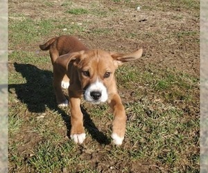 Boxador Dogs for adoption in Aurora, IN, USA