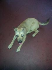 Black Mouth Cur Dogs for adoption in Sebring, FL, USA
