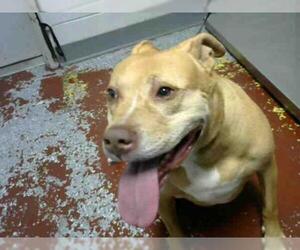American Staffordshire Terrier Dogs for adoption in Atlanta, GA, USA
