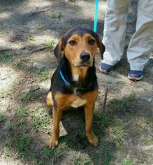 Mutt Dogs for adoption in Laurinburg, NC, USA