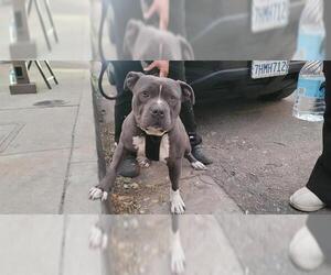 American Pit Bull Terrier-Unknown Mix Dogs for adoption in Pasadena, CA, USA