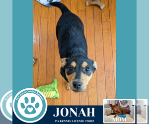 Mutt Dogs for adoption in Kimberton, PA, USA