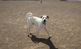 Medium Photo #1 Labrador Retriever-Unknown Mix Puppy For Sale in Yreka, CA, USA