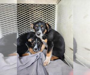 German Shepherd Dog Dogs for adoption in Bakersfield, CA, USA