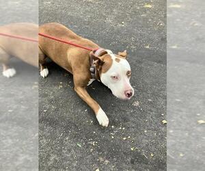 Mutt Dogs for adoption in Stockton, CA, USA