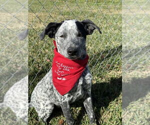 Mutt Dogs for adoption in San Leon, TX, USA
