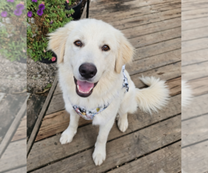 Golden Pyrenees Dogs for adoption in Grovertown, IN, USA