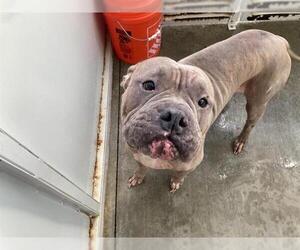 American Pit Bull Terrier Dogs for adoption in Orange, CA, USA