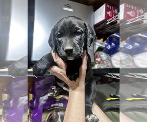 Labrador Retriever-Unknown Mix Dogs for adoption in Mouth Of Wilson, VA, USA