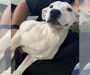 Mutt Dogs for adoption in Bakersfield, CA, USA