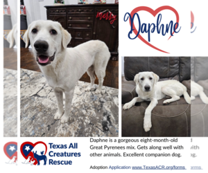 Great Pyrenees-Unknown Mix Dogs for adoption in Lillian, TX, USA