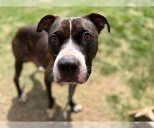 American Pit Bull Terrier-Unknown Mix Dogs for adoption in Tulsa, OK, USA